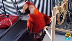 22 Животные танцуют под музыку Funny animals dancing in music video