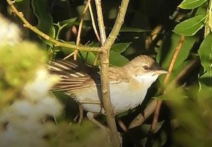 Серая Славка,  Curruca communis, 22.07.2022, Великий Новгород