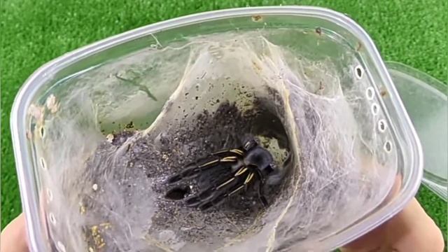 Как определить пол у паука птицееда. смотреть онлайн