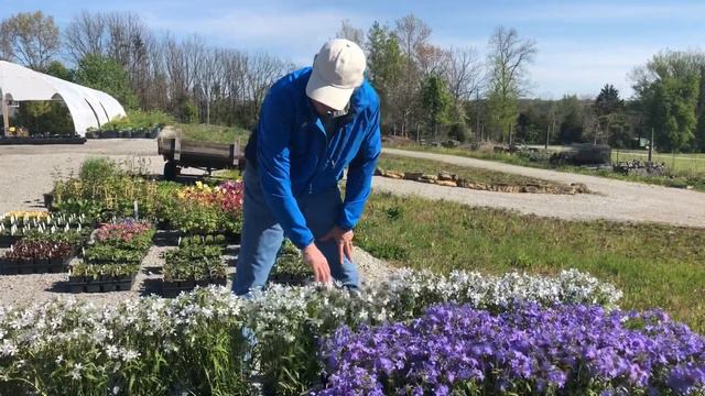 Paul’s Staff picks for Yew Dell’s Shade Perennial Sale смотреть онлайн