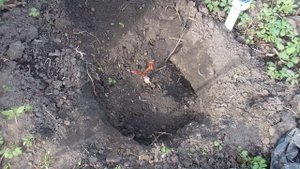 Весенняя Посадка Саженца Винограда из Сибири сорт Тукай!!!