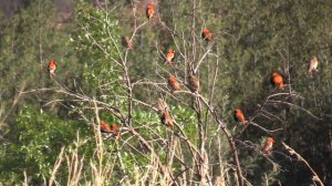 Birds of South Africa - Finches, Sparrows and Weavers