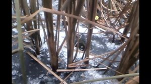 Карась зимой в камышах. Первый лёд. Карась зимой на мормышку