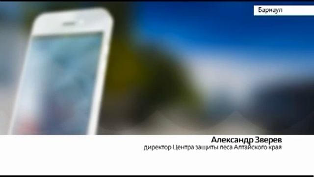 Окрестности Барнаула заполонили белые бабочки