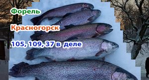 Красногорск форель. Эклипсы 105,109, 37 работают. Зомби клюнул сам)