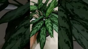 Зелёные сорта аглаонем. Неприхотливые красотки (часть 2).