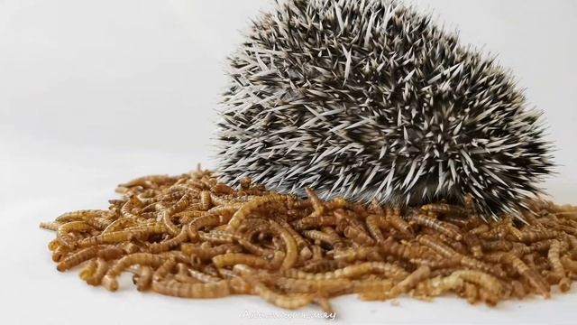 Стеснительный ёжик Вжик и куча червяков смотреть онлайн