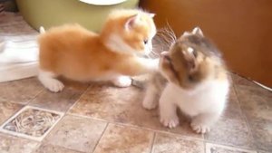 манчкин котята