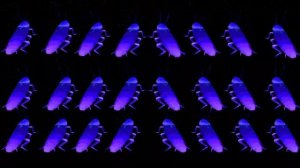 Прыгающие RGB тараканы