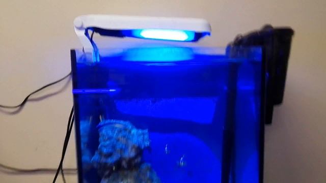 Простой морской аквариум для начинающих смотреть онлайн