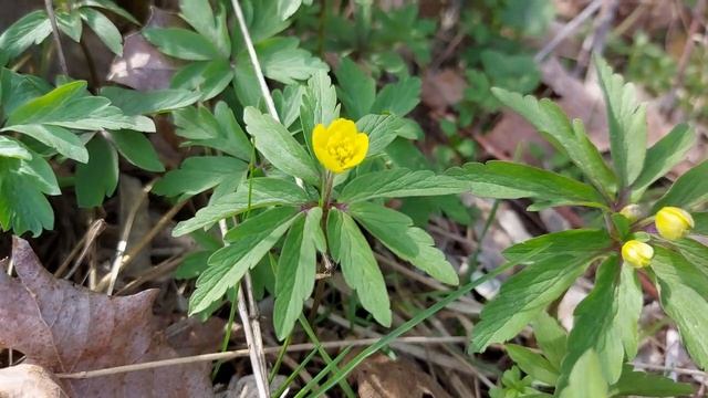 Anemone ranunculoides (păştiţă, anemona galbenă, yellow anemone, yellow wood anemone) смотреть онлайн