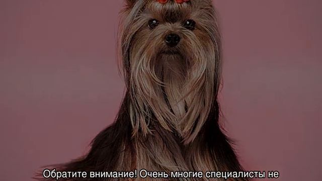 Стрижка йорка мальчика и девочки: как подстричь