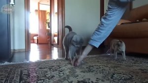 Кот приносит хозяину мышь