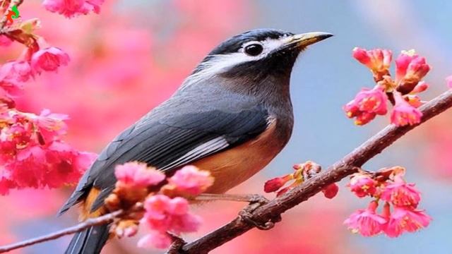 Лучшее! Восхитительная мелодия нежной любви! Безумно Красивая музыка для души! Сергей Грищук смотреть онлайн