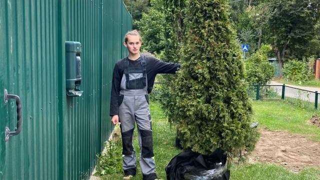 Посадка Туй #посадка #туи #туя #ландшафтныйдизайн #москва #любимовка #пушкино #щелково смотреть онлайн