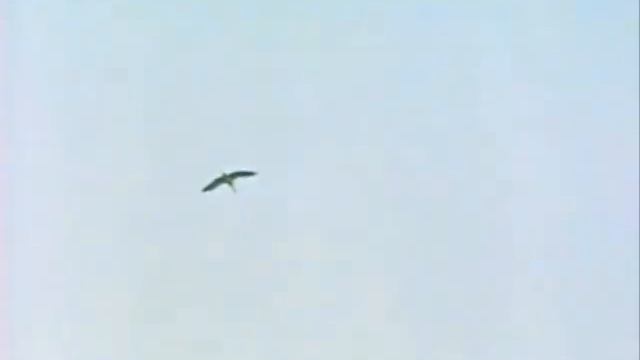 Возвращайся Стихи, музыка, вокал – Вячеслав Евстигнеев смотреть онлайн