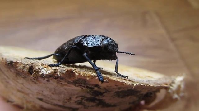 ПЛОДОВАЯ ЗЛАТКА (лат. Capnodis cariosa). Никита Нюняев (7 лет). Одесса Июнь 2018 смотреть онлайн