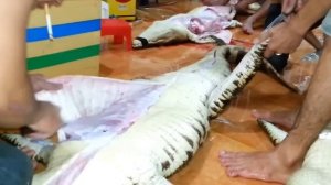 Разделка крокодила-3