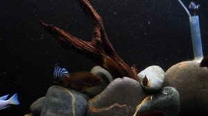 Don't Let Driftwood Destroy Your Fish Tank: How to Properly Clean Driftwood for an Aquarium