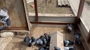 Царицынские голуби Волгоград