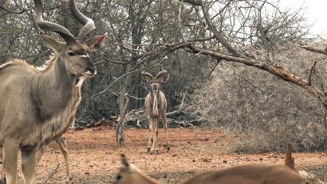 Welcome to Theron African Safaris смотреть онлайн