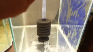 Карп,пескарь в аквариуме...