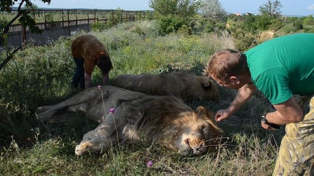 Сафари в Крыму смотреть онлайн