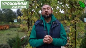 КОГДА И КАК ВЫСАЖИВАТЬ ЛУК СЕВОК под зиму. ВСЁ, что надо знать о севке!