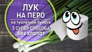► ЛУК НА ЗЕЛЕНЬ ПЕРО | Море зеленого лука на туалетной бумаге ? 20 дней – 30 см