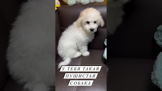 Пушистая собака