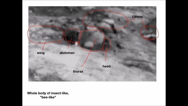Photos show 'insects' on Mars, claims scientist смотреть онлайн