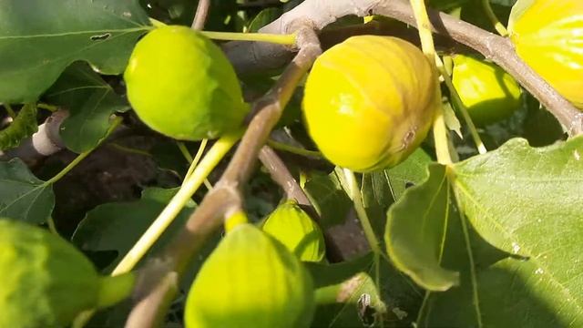 Инжир Brown Turkey. смотреть онлайн