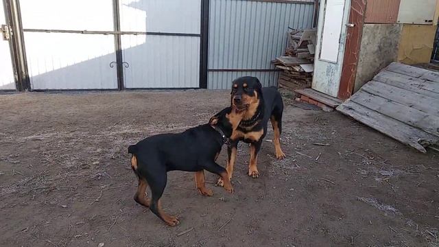 Ротвейлер Малыш и Сэм,утренние игры и разминка смотреть онлайн