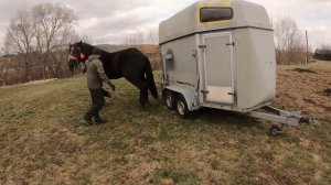 ЖЕРЕБЕЦЬ НА ПАРОВКУ/Першерон ФАРАОН/horses in Ukraine/animals video