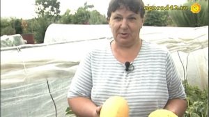 Что любят дыни и арбузы