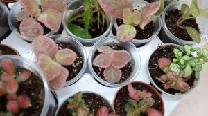 Выставка. Галактика 16 сентября. Присматриваем себе цветочки.