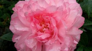 Peony Joker / Пион Джокер