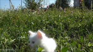 ?Все наши КОТЯТА КОТЫ и КОШКИ. Видео с котятами для детей. Про котят для детей видео добрые смешные