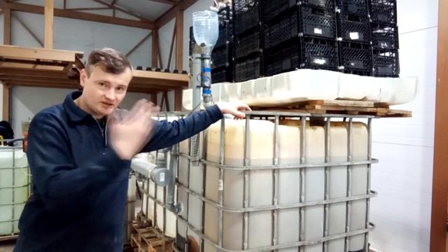 Клариевые сомы на сомовой ферме