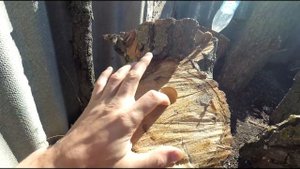 ГРИБЫ ВЕШЕНКИ НА ПНЯХ В ДОМАШНИХ УСЛОВИЯХ