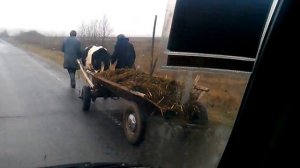 Корова запряженная в телегу