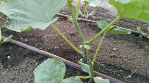 Чем подкормить Огурец во время цветения?