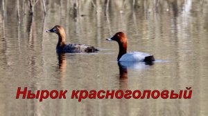 Нырок красноголовый..mov