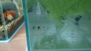 Кормление малька анциструса свежими огурцами. Неожиданный сюрприз в траве...