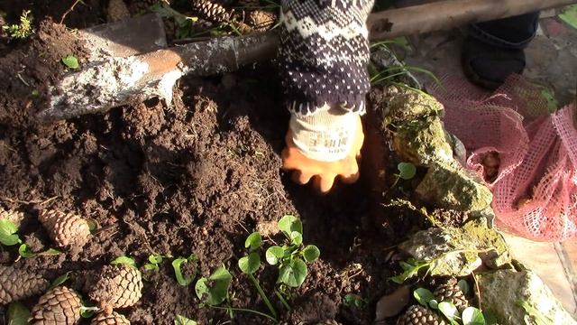 Посадка тюльпанов и луковичных осенью. Сажаю в сетку и ёмкости! смотреть онлайн