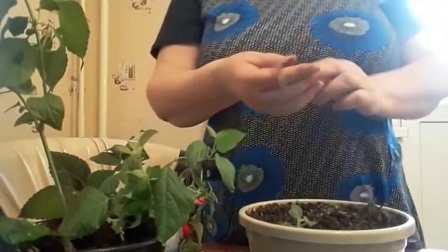 Посадка черенков смотреть онлайн