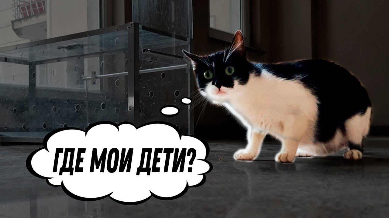 Кошка потеряла всех котят!