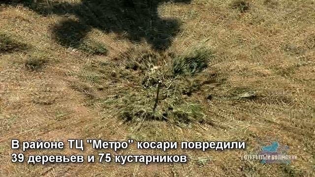 Николай Репринцев об уничтожении молодых деревьев в Волжском.