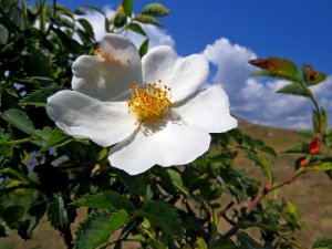 Такой разный шиповник!