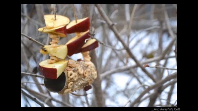 Чем кормить птиц и белок зимой смотреть онлайн